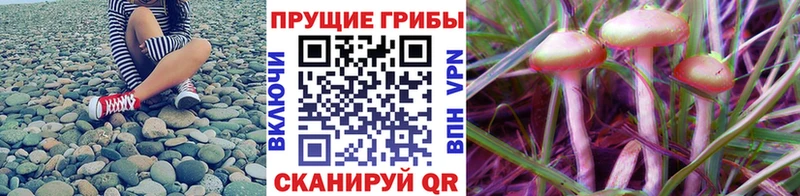 Купить  Маркс  Галлюциногенные грибы Psilocybe 